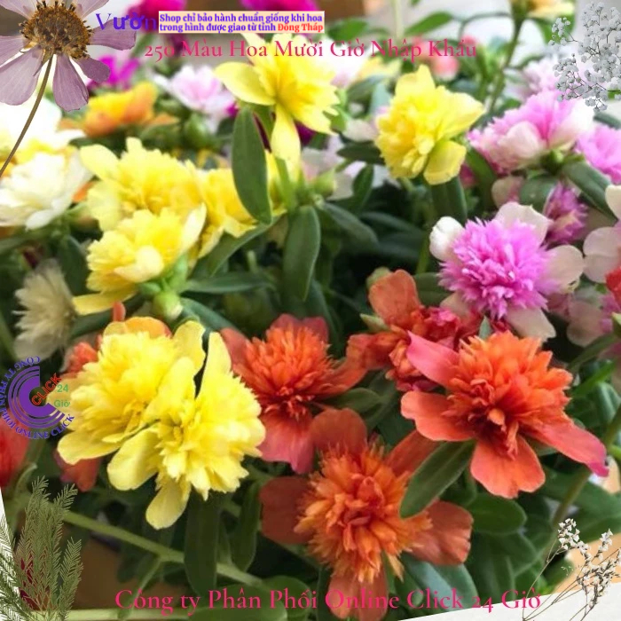 [NỞ CẢ NGÀY] Hoa Sam Kép Màu CAM Hoa Mười Giờ Sam Thái Kép Tuyệt Đẹp Hoa Mười Giờ Bonsai & Phụ Kiện
