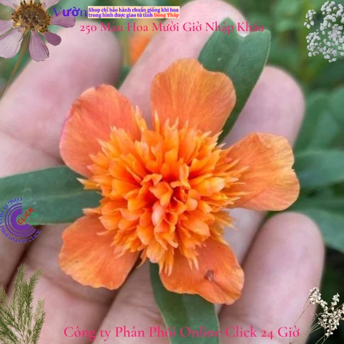 [NỞ CẢ NGÀY] Hoa Sam Kép Màu CAM Hoa Mười Giờ Sam Thái Kép Tuyệt Đẹp Hoa Mười Giờ Bonsai & Phụ Kiện