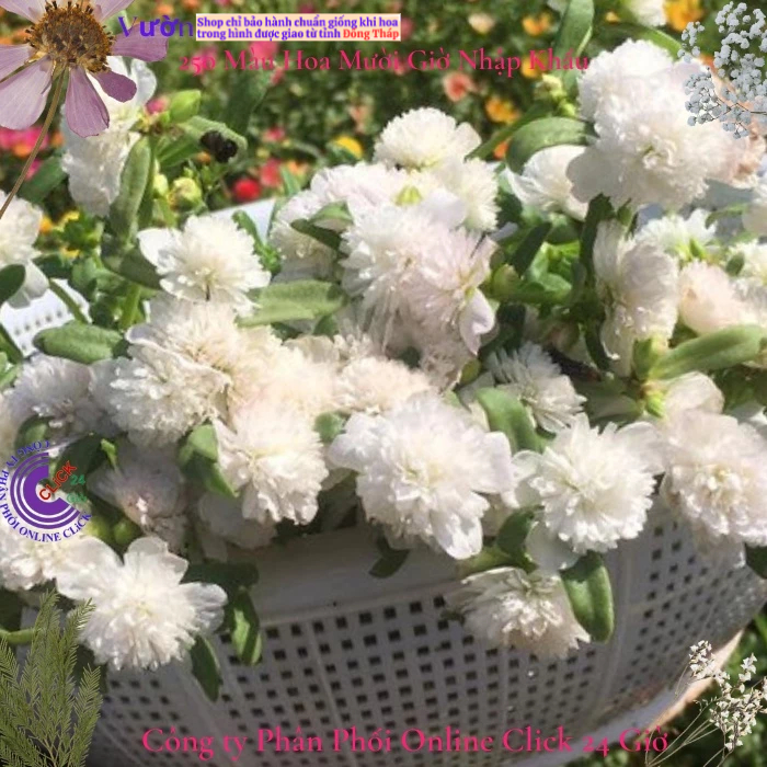 [NỞ CẢ NGÀY] Hoa Sam Kép Màu TRẮNG Hoa Mười Giờ Sam Thái Kép Siêu Đẹp Hoa Mười Giờ Bonsai & Phụ Kiện