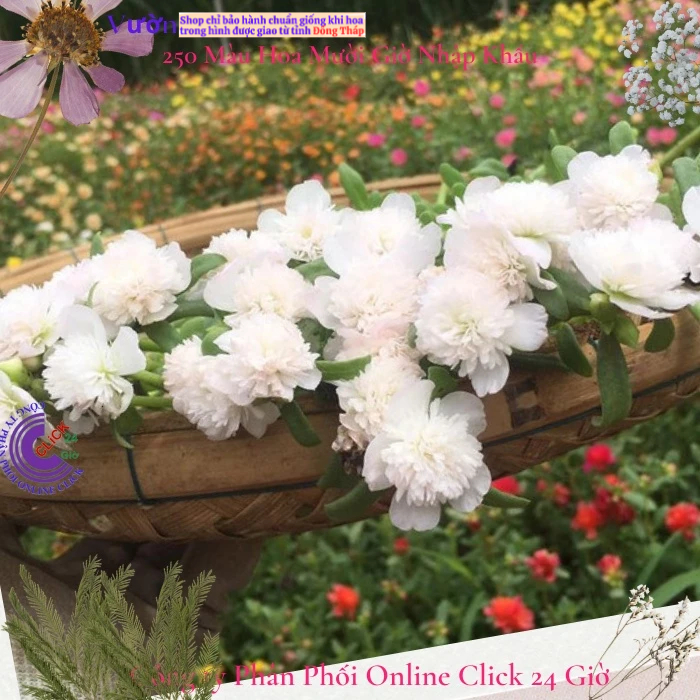 [NỞ CẢ NGÀY] Hoa Sam Kép Màu TRẮNG Hoa Mười Giờ Sam Thái Kép Siêu Đẹp Hoa Mười Giờ Bonsai & Phụ Kiện