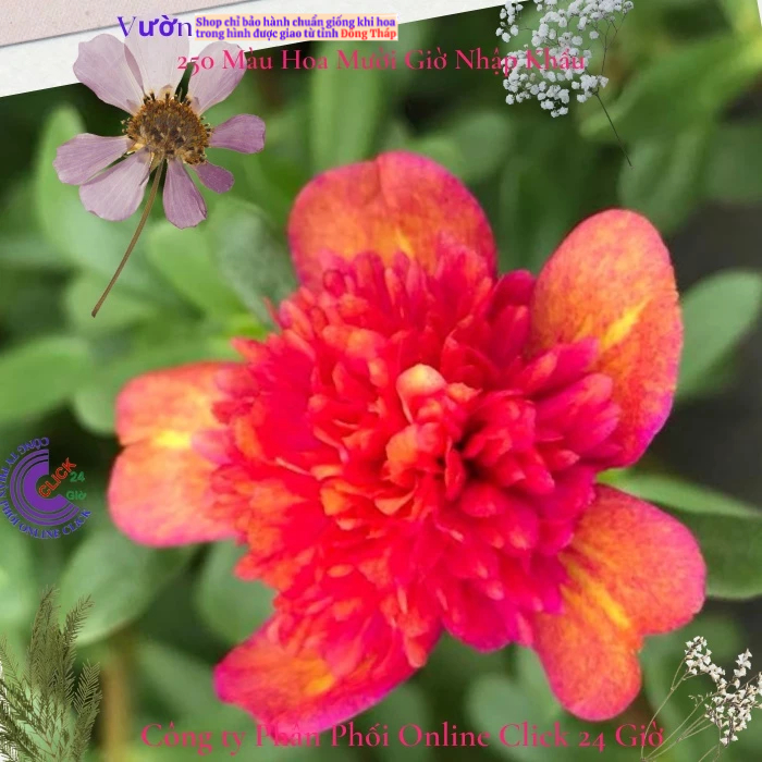 [NỞ CẢ NGÀY] Hoa Sam Kép Màu Cam Tím Quân Tử Hoa Mười Giờ Sam Thái Kép Đẹp Tuyệt Hoa Mười Giờ Bonsai & Phụ Kiện