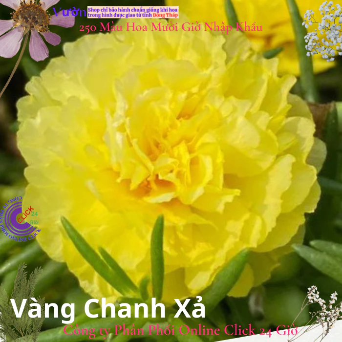 Hoa Mười Giờ Thái Kép MÀU VÀNG Chanh Xả Bừng Sáng Khu Vườn Cành Giống Chất Lượng