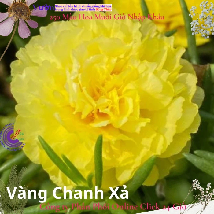 Hoa Mười Giờ Thái Kép Vàng Chanh Xả Cành Giống Bộ Sưu Tập Hơn 30 Màu Tiểu Hoa Hồng