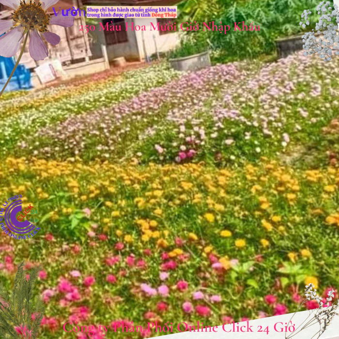 Hoa Mười Giờ Thái Kép Màu Mới - VÀNG SANG CHẢNH - Sáng Nổi Bật Tuyệt Đẹp Cành Giống Khỏe