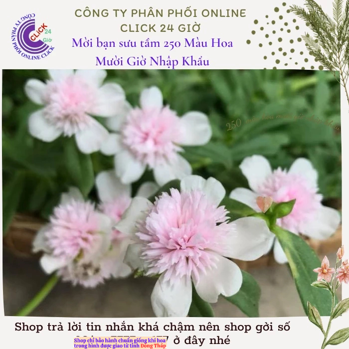 [NỞ CẢ NGÀY] Cành Giống Hoa Sam Kép Màu Hồng Nhạt Hoa Mười Giờ Sam Kép Màu Mới Hoa Mười Giờ Bonsai & Phụ Kiện