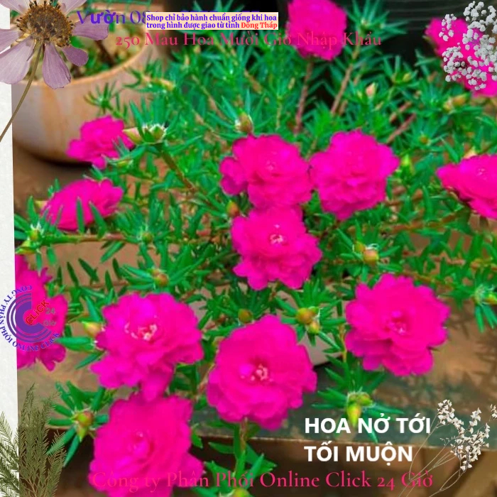 Hoa Mười Giờ 500g Combo 5 loại Cánh Kép NỞ CẢ NGÀY Siêu Đẹp Hoa Mười Giờ Bonsai & Phụ Kiện