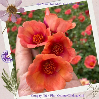 [SIÊU TO] Cành Giống Hoa Sam Thái Cà Rốt Màu 31 Hoa Hậu Của Hoa Mười Giờ Sam Hoa Mười Giờ Bonsai & Phụ Kiện
