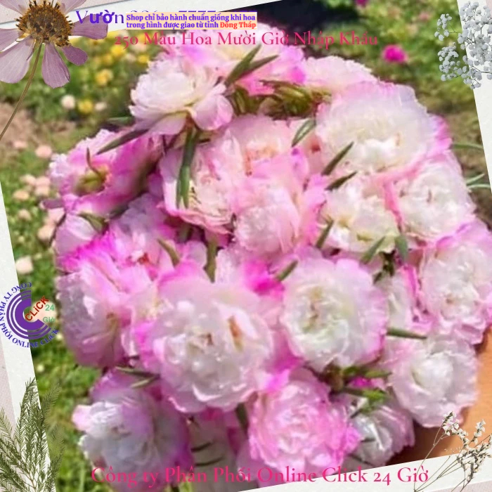 [NỞ CẢ NGÀY] ️Hoa Mười Giờ Mới 🚜Cành Giống Hoa Mười Giờ Màu Mới