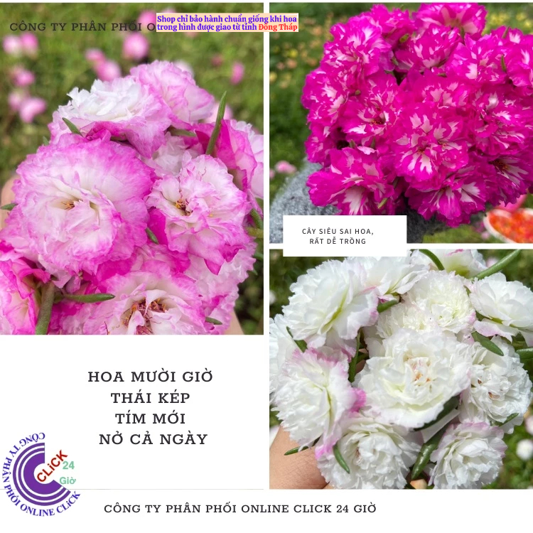 Hoa Mười Giờ 500g Combo 5 loại Cánh Kép NỞ CẢ NGÀY Siêu Đẹp Hoa Mười Giờ Bonsai & Phụ Kiện