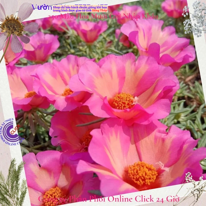 [Được Chọn Màu] Cành Giống Hoa Mười Giờ Mỹ Đơn Màu Cam Hồng To Đẹp Nổi Bật Hoa Mười Giờ Bonsai & Phụ Kiện