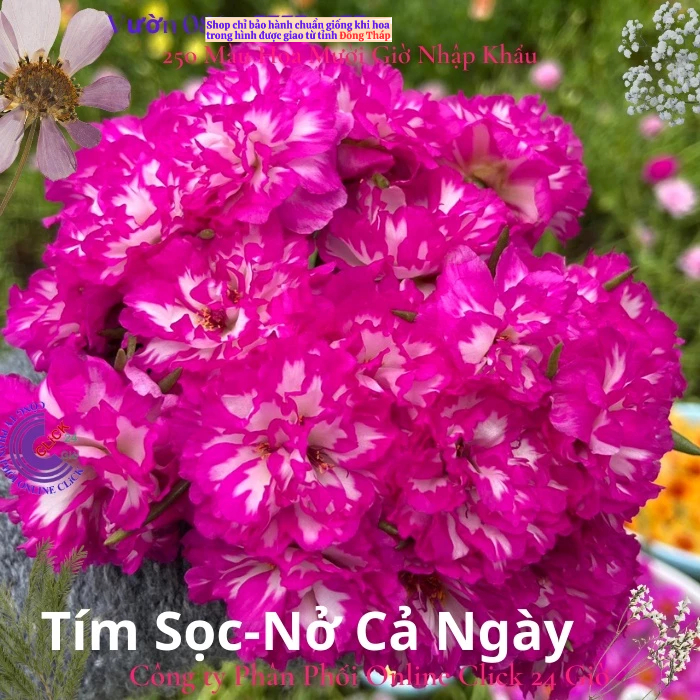 Hoa Mười Giờ 500g Combo 5 loại Cánh Kép NỞ CẢ NGÀY Siêu Đẹp Hoa Mười Giờ Bonsai & Phụ Kiện