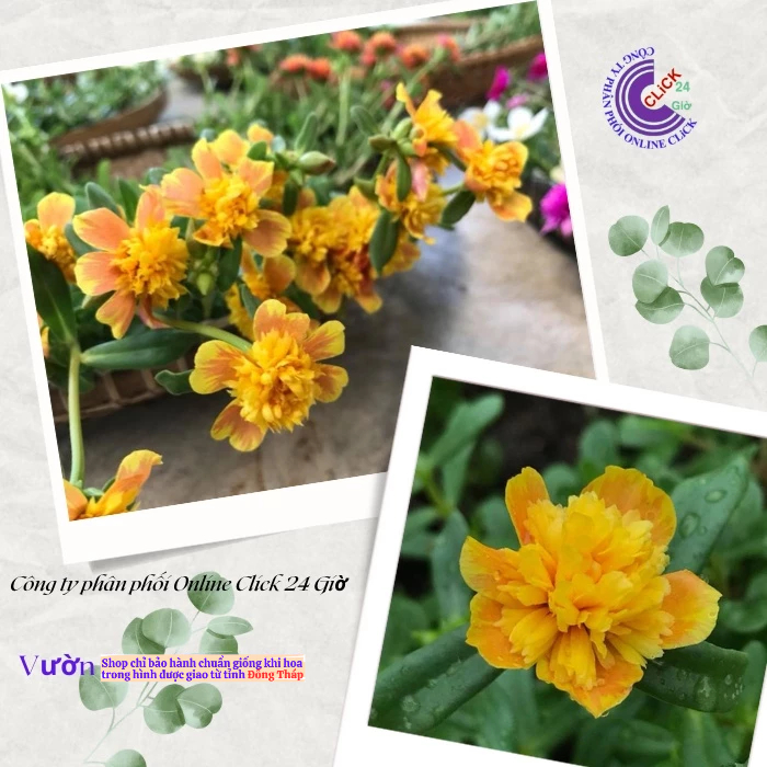 [NỞ CẢ NGÀY] Cành Giống Hoa Sam Kép Phượng Vàng Hoa Mười Giờ Sam Thái Kép Đẹp Nức Lòng Hoa Mười Giờ Bonsai & Phụ Kiện