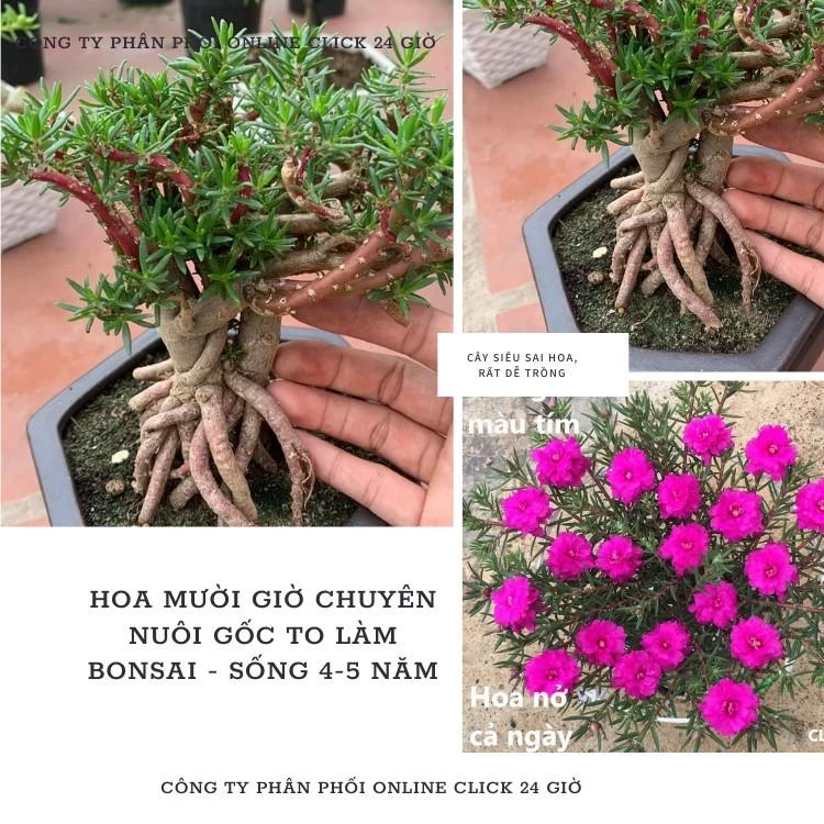 [NỞ CẢ NGÀY] 10 Cành Giống Hoa Mười Giờ Bonsai Loại Chuyên Nuôi Gốc To Để Làm BonSai Trồng Được Lâu Năm