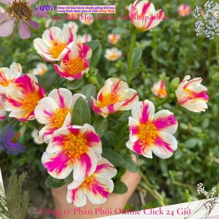 Cành Giống Hoa Sam Đơn Hoa Mười Giờ Sam Thái Số 108 Sọc Mới Lạ Hoa Mười Giờ Bonsai & Phụ Kiện