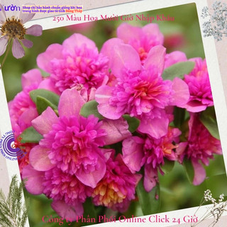 [NỞ CẢ NGÀY] Hoa Sam Kép Sen Hồng Hoa Mười Giờ Sam Thái Kép Đẹp Tuyệt Vời Hoa Mười Giờ Bonsai & Phụ Kiện
