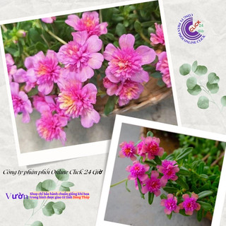 [NỞ CẢ NGÀY] Hoa Sam Kép Sen Hồng Hoa Mười Giờ Sam Thái Kép Đẹp Tuyệt Vời Hoa Mười Giờ Bonsai & Phụ Kiện