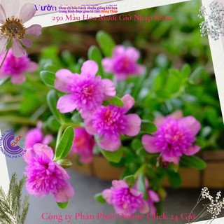 [NỞ CẢ NGÀY] Hoa Sam Kép Sen Hồng Hoa Mười Giờ Sam Thái Kép Đẹp Tuyệt Vời Hoa Mười Giờ Bonsai & Phụ Kiện