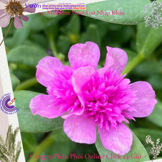 [NỞ CẢ NGÀY] Hoa Sam Kép Sen Hồng Hoa Mười Giờ Sam Thái Kép Đẹp Tuyệt Vời Hoa Mười Giờ Bonsai & Phụ Kiện