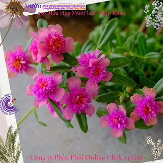 [NỞ CẢ NGÀY] Hoa Sam Kép Sen Hồng Hoa Mười Giờ Sam Thái Kép Đẹp Tuyệt Vời Hoa Mười Giờ Bonsai & Phụ Kiện
