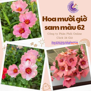 Hoa Sam Thái Hoa Mười Giờ Sam To Đẹp Màu Số 62 Giống Mới Hoa Mười Giờ Bonsai & Phụ Kiện
