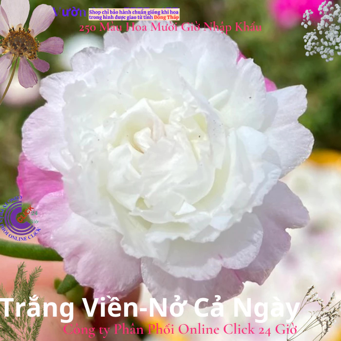 [NỞ CẢ NGÀY] Hoa Mười Giờ TRẮNG VIỀN TÍM NHẸ Hoa Thái Kép Màu Mới Nở Lâu Tàn