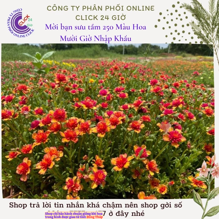 [NỞ CẢ NGÀY] Hoa Sam Kép Màu Cam Tía Hoa Mười Giờ Sam Thái Kép Lạ Mắt Hoa Mười Giờ Bonsai & Phụ Kiện