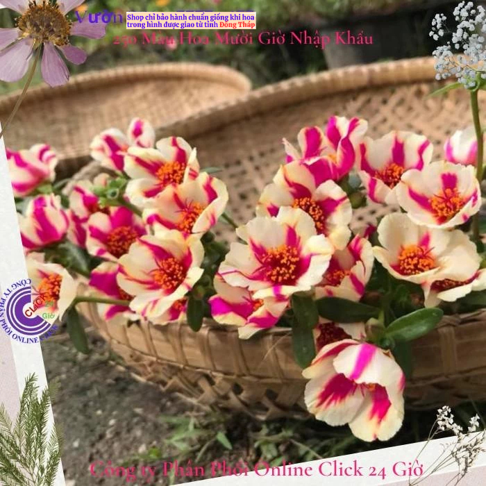 Cành Giống Hoa Sam Đơn Hoa Mười Giờ Sam Thái Số 108 Sọc Mới Lạ Hoa Mười Giờ Bonsai & Phụ Kiện