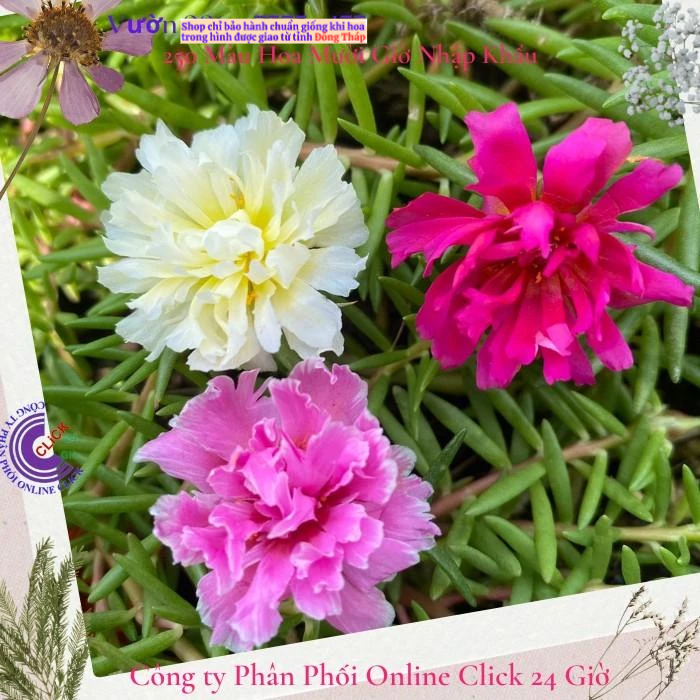 500g Cành Giống Hoa Mười Giờ Tua Cánh Cúc Đủ 3 Màu Mới Lạ Tuyệt Đẹp Hoa Mười Giờ Bonsai & Phụ Kiện