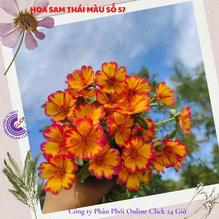 Cành Giống Hoa Sam Viền Đông Cung Màu 57 Hoa Mười Giờ Sam Thái Qúy Phái Hoa Mười Giờ Bonsai & Phụ Kiện