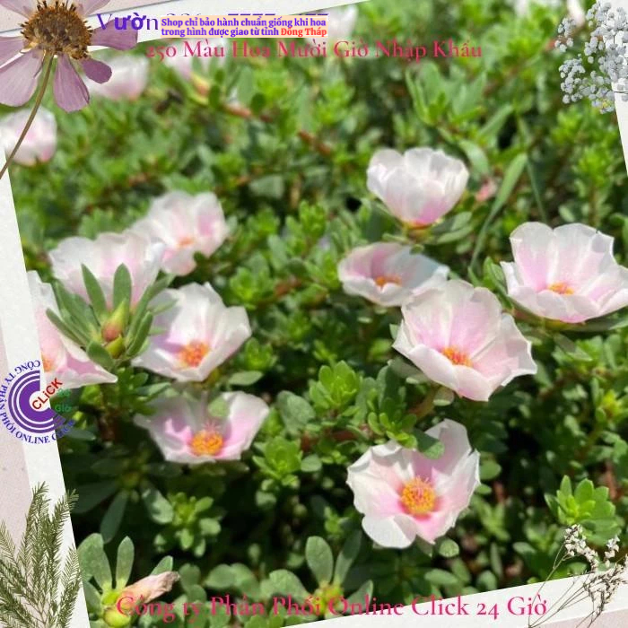 [Giống Mới] Hoa Mười Giờ Sam Giọt Nước Song Hỷ Siêu Hoa Rất Đẹp Hoa Mười Giờ Bonsai & Phụ Kiện
