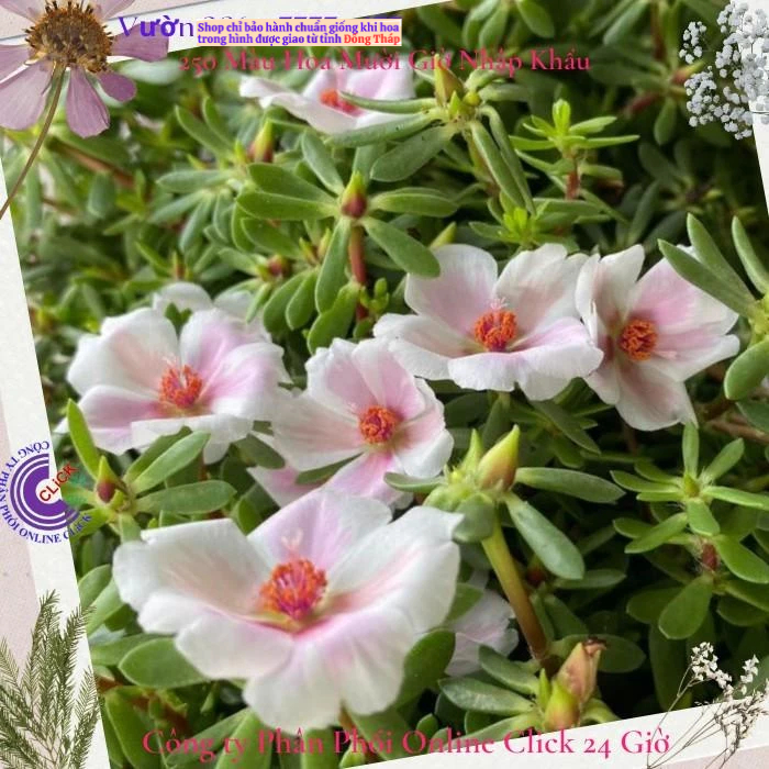 [Giống Mới] Hoa Mười Giờ Sam Giọt Nước Song Hỷ Siêu Hoa Rất Đẹp Hoa Mười Giờ Bonsai & Phụ Kiện