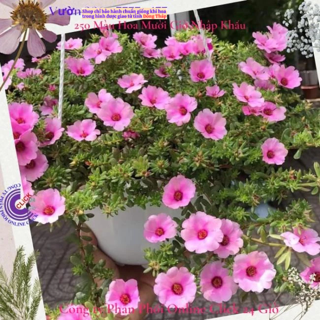 [Giống Mới] Hoa Mười Giờ Sam Giọt Nước Song Hỷ Siêu Hoa Rất Đẹp Hoa Mười Giờ Bonsai & Phụ Kiện