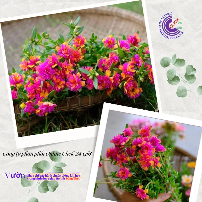 [NỞ CẢ NGÀY] Hoa Sam Kép Họa Sĩ Hoa Mười Giờ Sam Thái Kép Màu Mới Nhập Hoa Mười Giờ Bonsai & Phụ Kiện