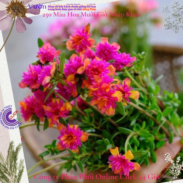 [NỞ CẢ NGÀY] Hoa Sam Kép Họa Sĩ Hoa Mười Giờ Sam Thái Kép Màu Mới Nhập Hoa Mười Giờ Bonsai & Phụ Kiện