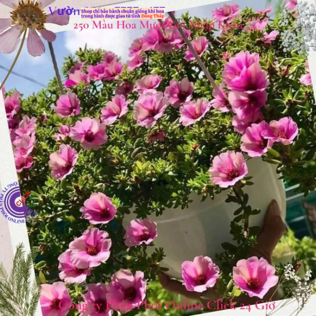 [Giống Mới] Hoa Mười Giờ Sam Giọt Nước Song Hỷ Siêu Hoa Rất Đẹp Hoa Mười Giờ Bonsai & Phụ Kiện