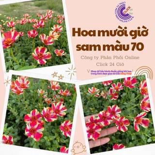 Hoa Sam Thái Cành Giống Hoa Mười Giờ Sam Đơn Số 70 Sọc Đẹp Lạ Hoa Mười Giờ Bonsai & Phụ Kiện