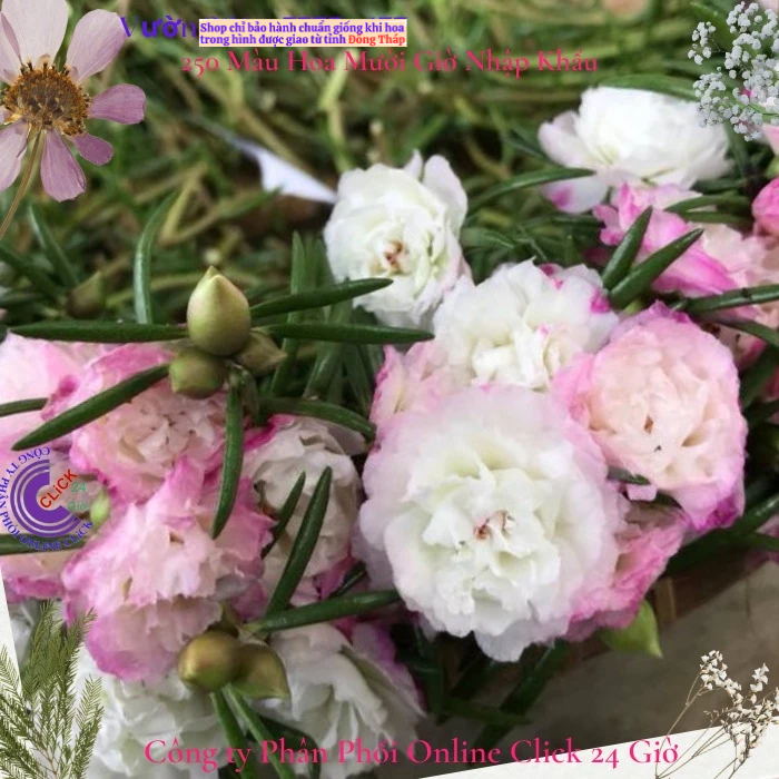 [NỞ CẢ NGÀY] ️Hoa Mười Giờ Mới 🚜Cành Giống Hoa Mười Giờ Màu Mới