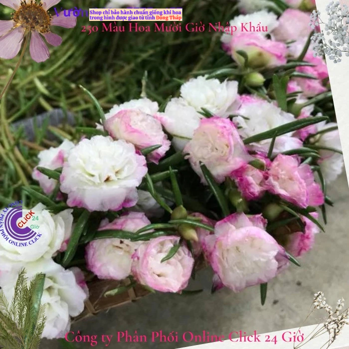 [NỞ CẢ NGÀY] ️Hoa Mười Giờ Mới 🚜Cành Giống Hoa Mười Giờ Màu Mới