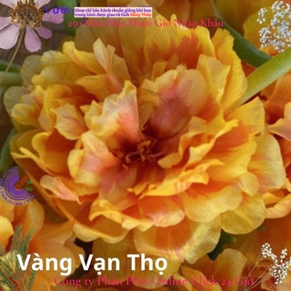 Hoa Mười Giờ Thái Kép Vàng Vạn Thọ Cành Giống Bộ Sưu Tập Hơn 30 Màu Tiểu Hoa Hồng