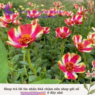 Hoa Sam Thái Cành Giống Hoa Mười Giờ Sam Đơn Số 70 Sọc Đẹp Lạ Hoa Mười Giờ Bonsai & Phụ Kiện