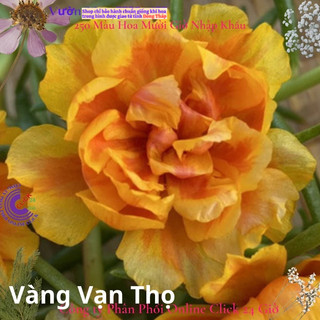Hoa Mười Giờ Thái Kép Vàng Vạn Thọ Cành Giống Bộ Sưu Tập Hơn 30 Màu Tiểu Hoa Hồng