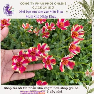 Hoa Sam Thái Cành Giống Hoa Mười Giờ Sam Đơn Số 70 Sọc Đẹp Lạ Hoa Mười Giờ Bonsai & Phụ Kiện