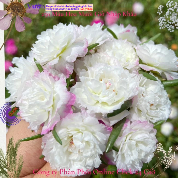 [NỞ CẢ NGÀY] ️Hoa Mười Giờ Mới 🚜Cành Giống Hoa Mười Giờ Màu Mới