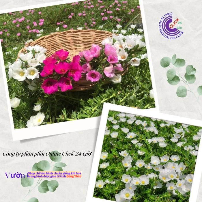 [Giống Mới] Hoa Mười Giờ Sam Giọt Nước Song Hỷ Siêu Hoa Rất Đẹp Hoa Mười Giờ Bonsai & Phụ Kiện