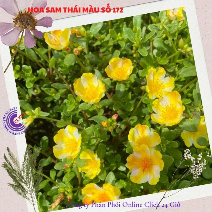 Hoa Sam Đơn Cành Giống Hoa Mười Giờ Sam Thái Màu 172 Vàng Sọc Trắng Đẹp Siêu Phẩm Hoa Mười Giờ Bonsaii