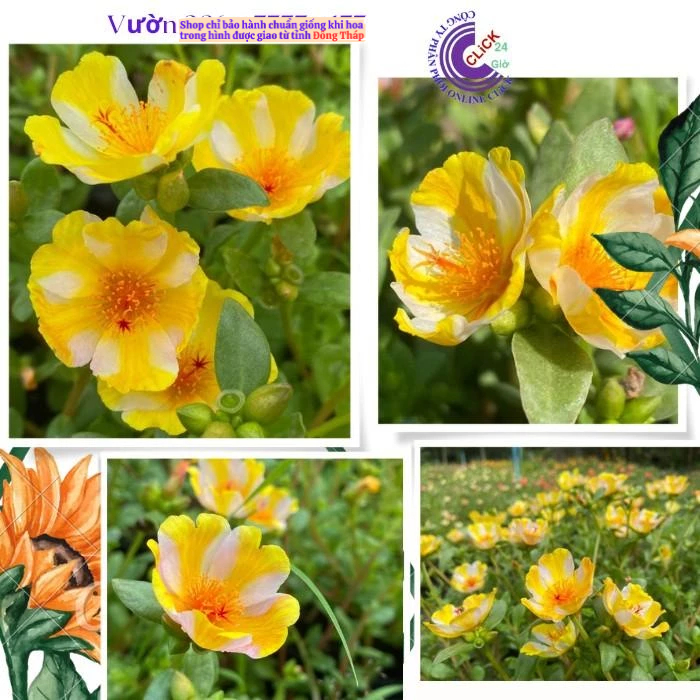 Hoa Sam Đơn Cành Giống Hoa Mười Giờ Sam Thái Màu 172 Vàng Sọc Trắng Đẹp Siêu Phẩm Hoa Mười Giờ Bonsaii