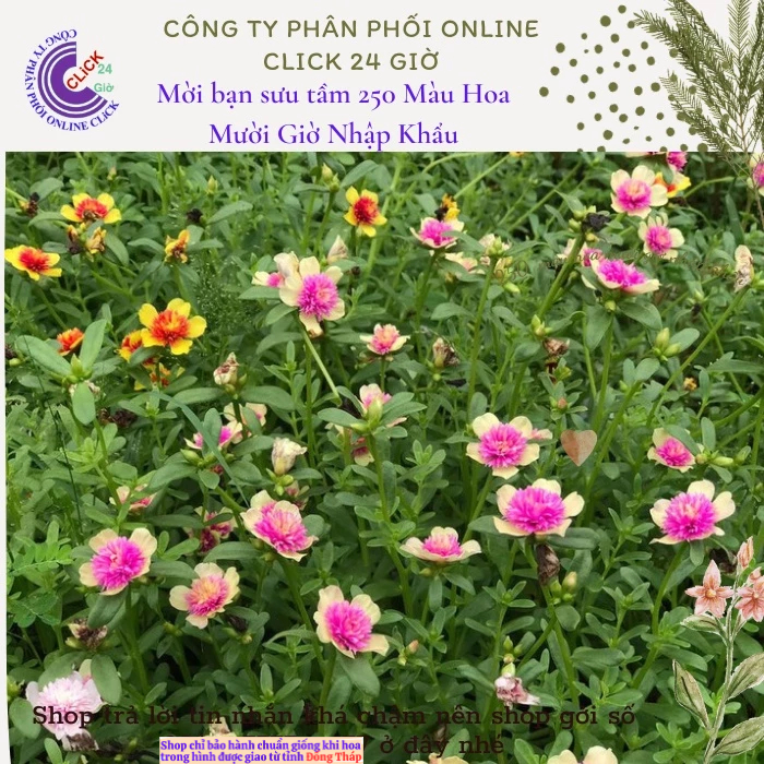 [NỞ CẢ NGÀY] Cành Giống Hoa Sam Kép Màu Hồng Vàng Hoa Mười Giờ Sam Kép 2 Màu Đẹp Mê Li Hoa Mười Giờ Bonsai & Phụ Kiện
