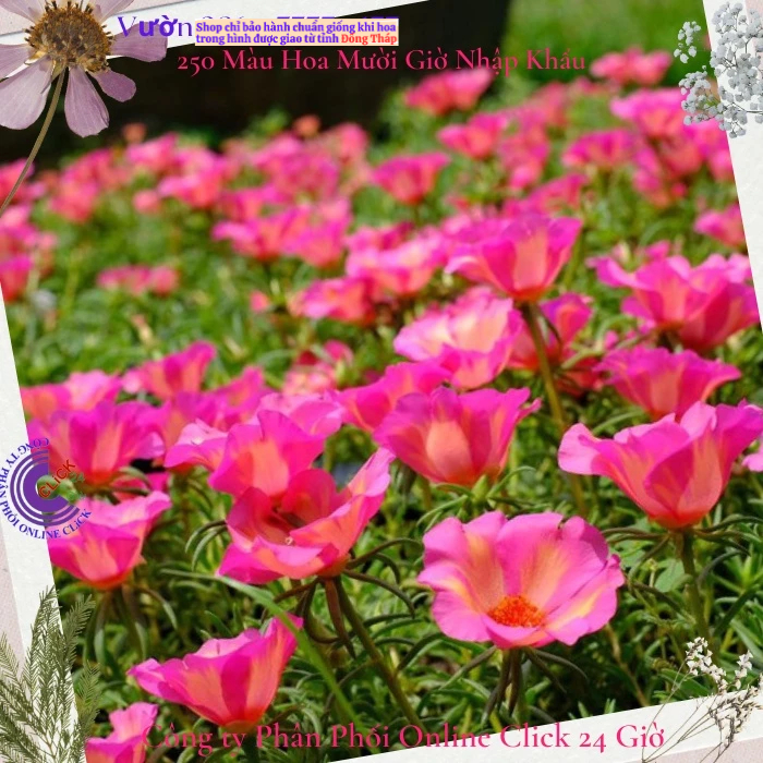[Được Chọn Màu] Cành Giống Hoa Mười Giờ Mỹ Đơn Màu Cam Hồng To Đẹp Nổi Bật Hoa Mười Giờ Bonsai & Phụ Kiện