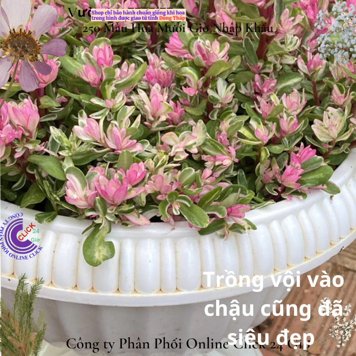 Hoa Cẩm Thạch Lá Hồng Mới Tuyệt Đẹp 🌹 Hoa Mười Giờ Bonsai & Phụ Kiện