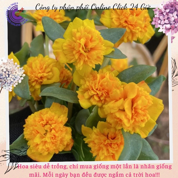 [NỞ CẢ NGÀY] Cành Giống Hoa Sam Kép Màu Vàng Cuộn Hoa Mười Giờ Sam Kép Màu Mới Hoa Mười Giờ Bonsai & Phụ Kiện